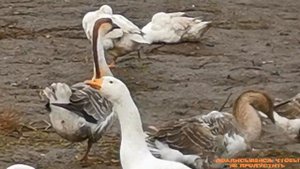 Сколько весит гусь в 5 месяцев. "Мое Подворье"