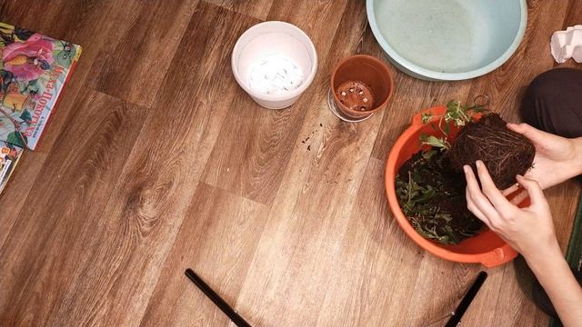 ХРИЗАНТЕМА ПОСЛЕ ПОКУПКИ смотреть онлайн