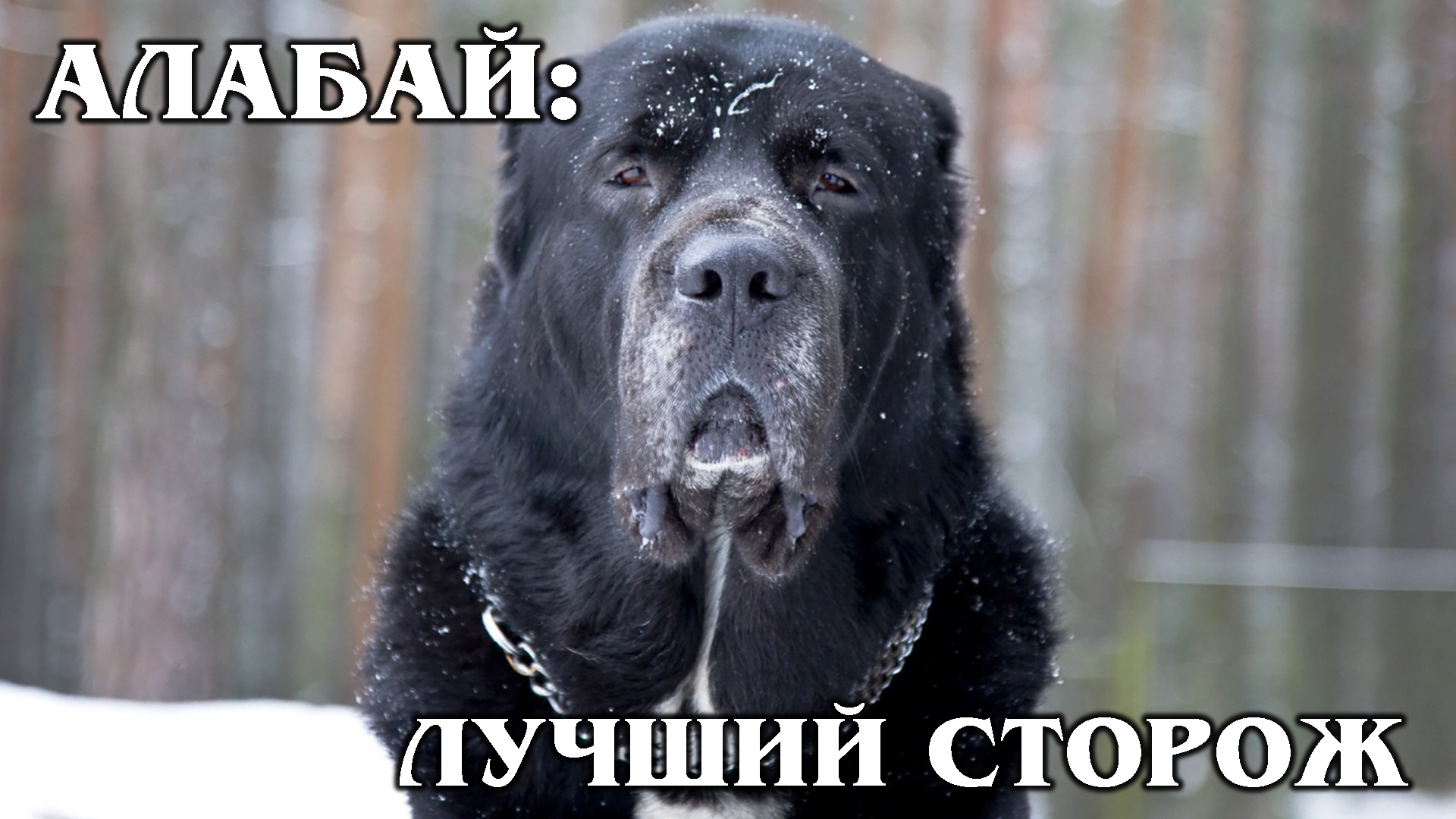 АЛАБАЙ: Туркменский волкодав – собака, которую создал ветер | Интересные Факты про собак и животных