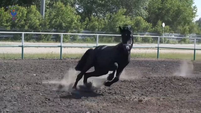 Бесплатные занятия по конному спорту смотреть онлайн