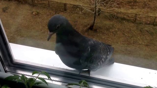 Голубь врезался в окно смотреть онлайн