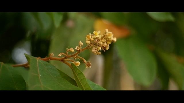 Fuji XT200 + Lens APSC f1.6 35mm Video Cinematic Test 4K смотреть онлайн