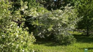 Декоративная яблоня. Лучшие сорта