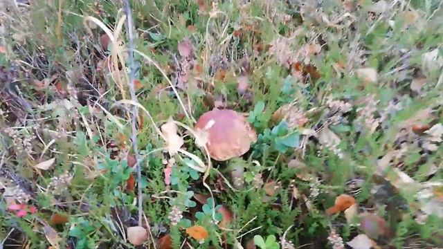 КУРИНЫЕ КРЫЛЫШКИ На углях в лесу И свежий ЖУЛЬЕН из белых грибов в котле смотреть онлайн