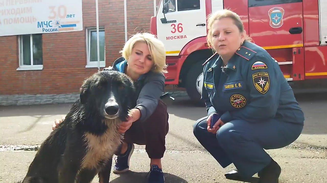Волонтеры приюта Щербинка в Пожарной части №36 г.Щербинка: питомцы МУХА и ТЁТКА и сотрудники ПСЧ