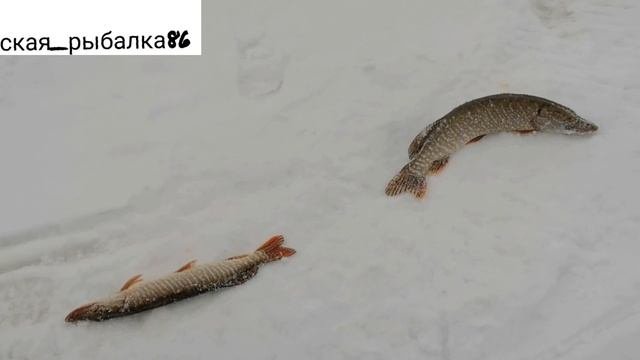 Закрытие 2023 года. Река Обь.