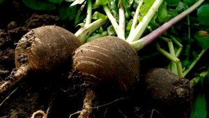 Полезные свойства редьки. Состав редьки