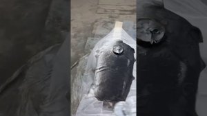 покраска под тюль