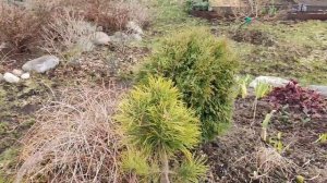 24.04.22.Дача.Вяз мелколистный буду спасать после зимних разломов.Обработка срезов у кустарников.