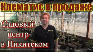 Клематисы в продаже