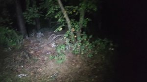 ходил по темному лесу