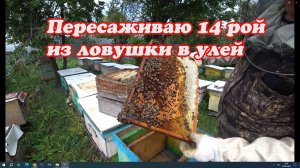 ПЕРЕСАЖИВАЮ РОЯ ПОД НОМЕРОМ 14 ПОЙМАННОГО В ЛОВУШКУ.