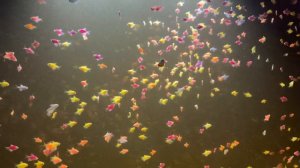 1000 Тернеций в аквариуме