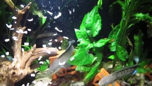 Channa stewartii (Змееголов стюарта). Кормление.