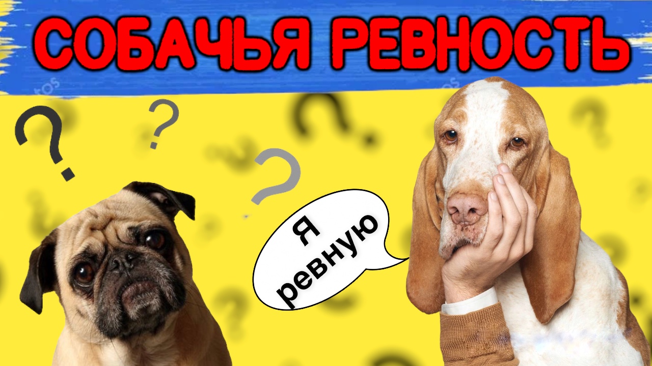 Собачья ревность.