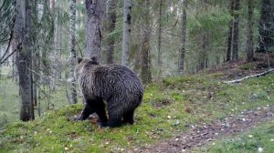 Бурый медведь у чесального дерева_ФГБУ Нижне-Свирский заповедник