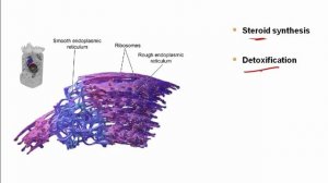 USMLE RX - 1.Биохимия - 1.Клеточная - 15.Гладкий эндоплазматический ретикулум