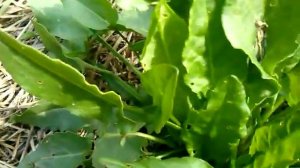 Дикий щавель.Щавель полевой