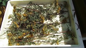 август на пасеке - 263 клеща упало за 7 дней, в период медосбора, от пижмы положенной в дно улья