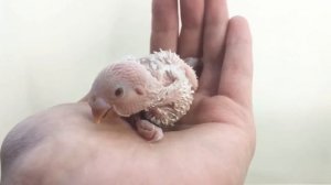 У каких волнистых попугаев рождаются альбиносы