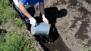 Русский лайфхак: Как сажать виноград в Самарской области.Выбор участка.