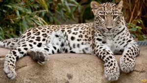 ГИЕНА ПРОТИВ ЛЕОПАРДА - КТО СИЛЬНЕЕ? КТО ПОБЕДИТ?