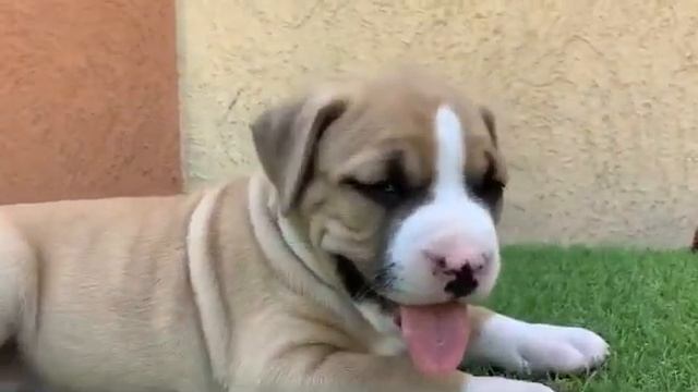 Амстафф щенок - Rikard De M’A’M 5/5 недель смотреть онлайн