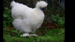 САМЫЕ НЕОБЫЧНЫЕ ПОРОДЫ КУР. ТОП-3