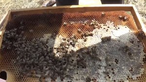 Объединение двух пчелиных семей.