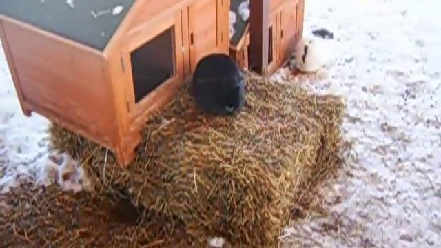 Ребенок знакомится с пушистыми кроликами| 8(965)380-13-11 Москва смотреть онлайн