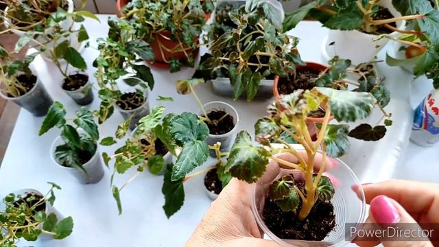 Белекония, хранение, размножение и укоренение разными способами
