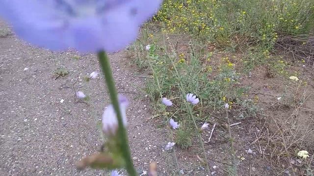 ЦИКОРИЙ ПОЛЕЗНОЕ РАСТЕНИЕ , КАК РАСТЕТ ЦИКОРИЙ... смотреть онлайн