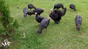 разговоры с индюками