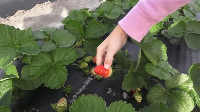 VLOG Едем на Ферму, собираем клубнику / Лиза в Америке смотреть онлайн