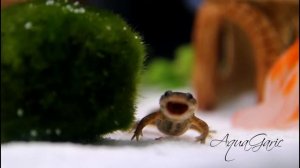 Аквариумный тритон