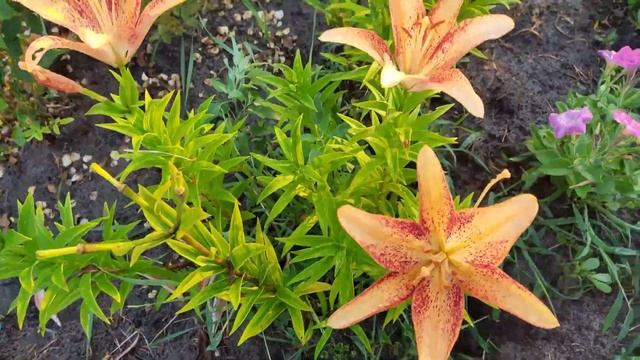 Обход по участку/Кампсис и Умка с вишней смотреть онлайн