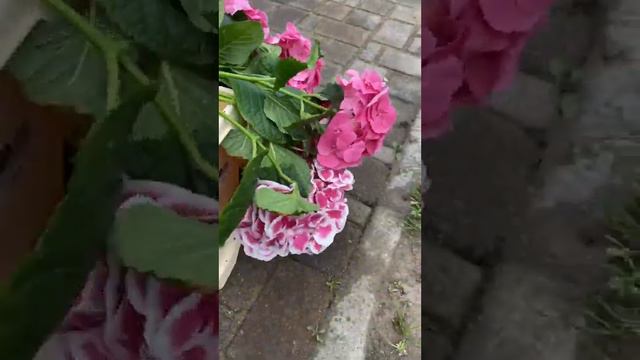 Гортензии на заказ с доставкой