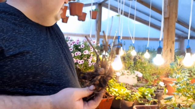 Как хранить вегетативные георгины, как размножить.