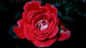 Как распускается роза Кэнди Раффлс (Флорибунда)Timelapse Rose 4К.Candy ruffles (Interplant 2007)