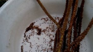 Семена подорожника созрели.