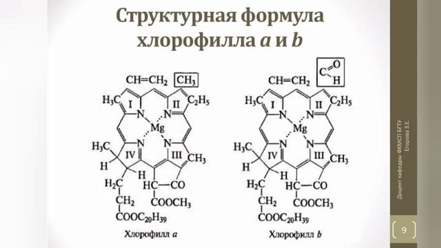 облепиха
