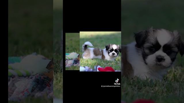 pixie TikTok ShihTzu compilation