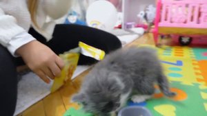 24 часа с моим ПИТОМЦЕМ котёнок Мурчик ЯНА кормит и ухаживает Купаем ПОКУПКИ для питомца