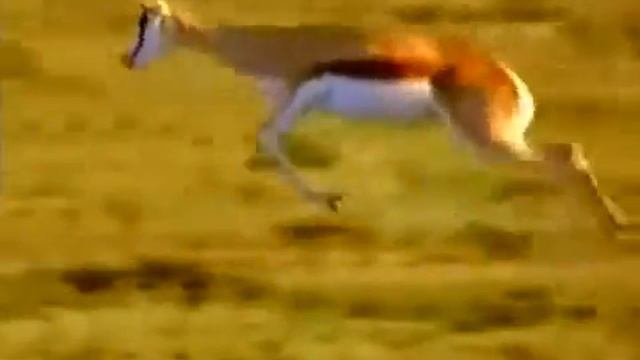 Дикая Пустыня Африки  Животный мир Африк