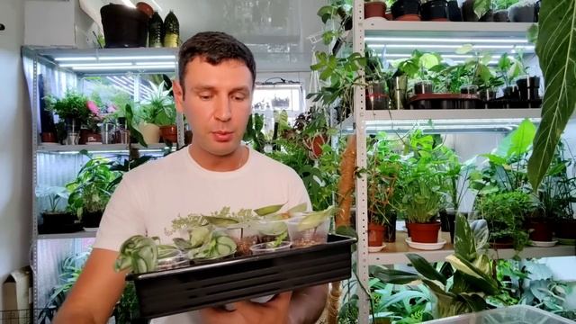 Грунт для черенков / Размер горшка /Много полезных советов в работе с черенками смотреть онлайн