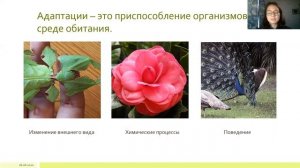Подготовка к олимпиаде. Лекция 6. Адаптации организмов к окружающей среде