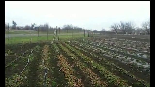 Рассада клубники. Информация тем, кто заказывал и будет заказывать смотреть онлайн