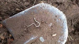 Маленькая змея