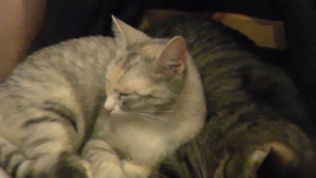 Our kittens being VERY lazy ;-) смотреть онлайн