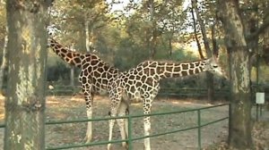 Жирафы Шанхайского зоопарка
